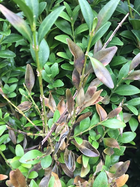 Figure 3. The black streaks on these stems are typical boxwood blight.