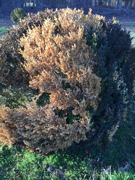 Figure 7. Volutella blight at a progressive stage with straw and tan colored leaves.